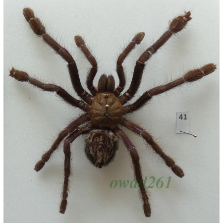 Spider ex. ovo +110mm41